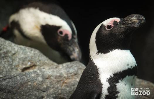 African Penguins Close-up