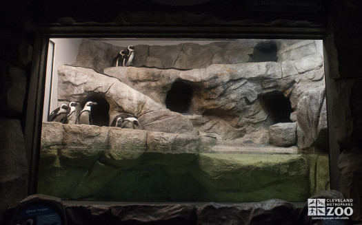 African Penguin Shores Exhibit
