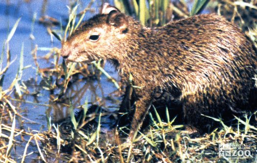 Agouti Standing In Grass