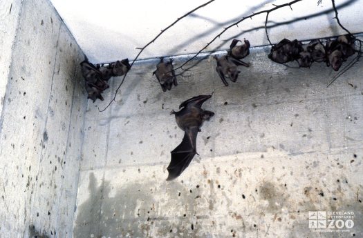 Egyptian Fruit Bats Hanging Upside Down From Ceiling