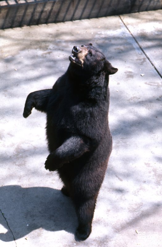 black bears standing up