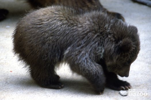 Grizzly Bear Cub Playing With A Rock