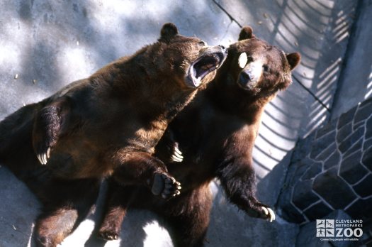 2 Grizzly Bears One Catching Food