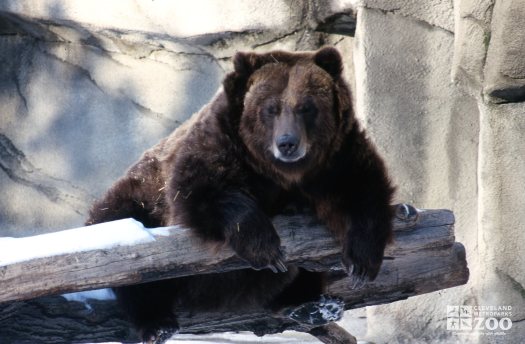 Grizzly Bear Sitting In Snow Hugging Log