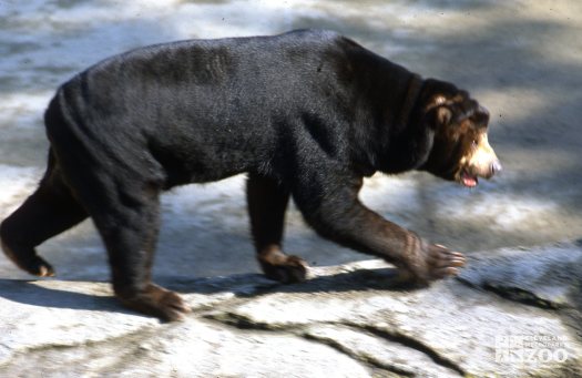 Malayan Sun Bear Walking