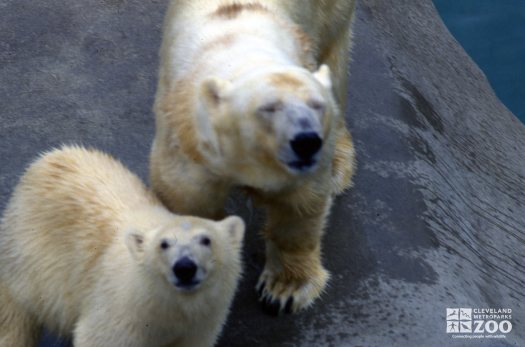 2 Polar Bears Looking Up