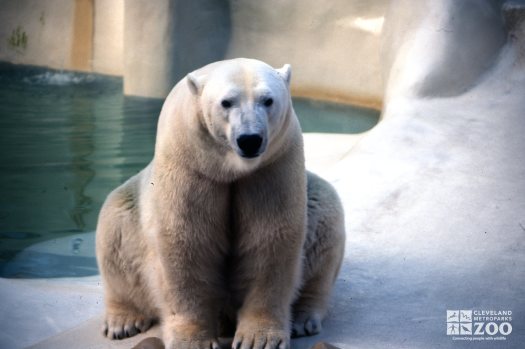 Polar Bear Sitting Up On Rock 2