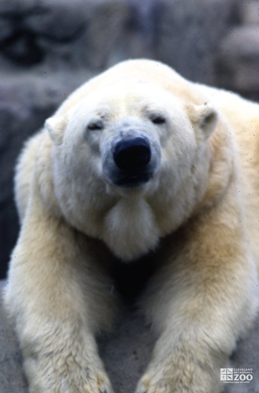 Polar Bear Laying On Rock With Paws Over Edge 2