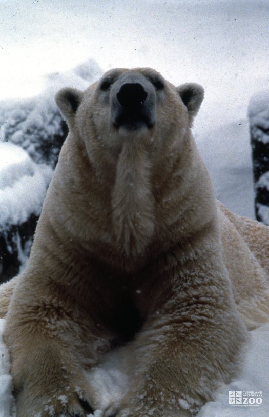Polar Bear Facing Forward In Snow