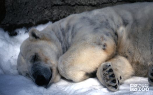 Polar Bear Sleeping In Snow