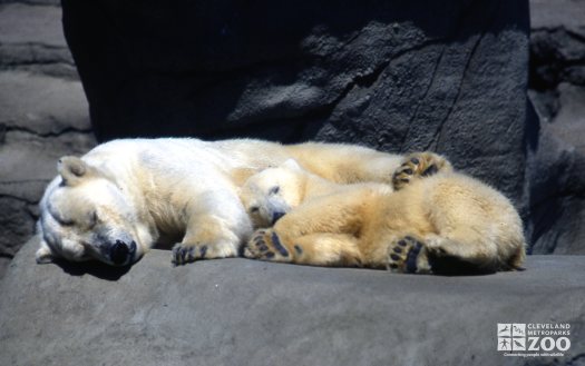 Two Polar Bears Snuggling Together (Napping) 2