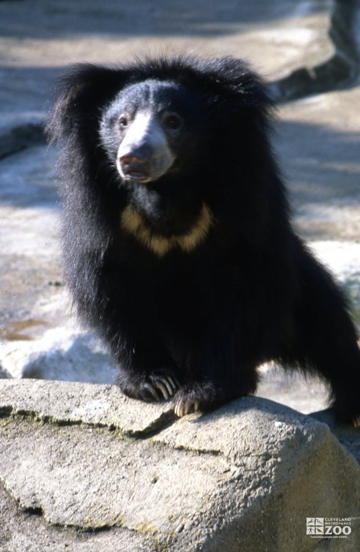 Sloth Bear Standing On Rock