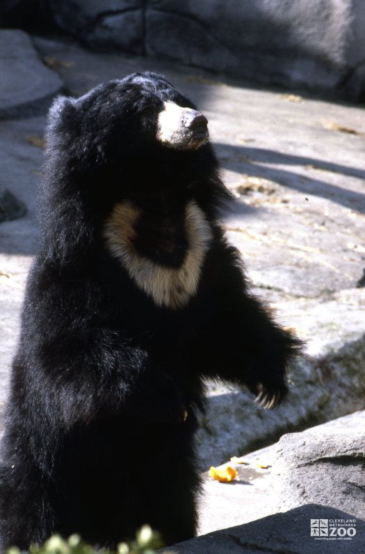 Sloth Bear Standing Up