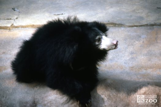 Sloth Bear Side Profile Up Close