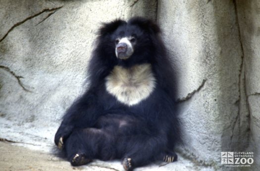 Sloth Bear Sitting Against Rock