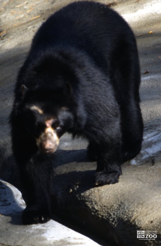 Andean (Spectacled) Bear Walking Forward