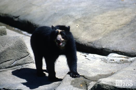 Andean (Spectacled) Bear With Paw On Rock