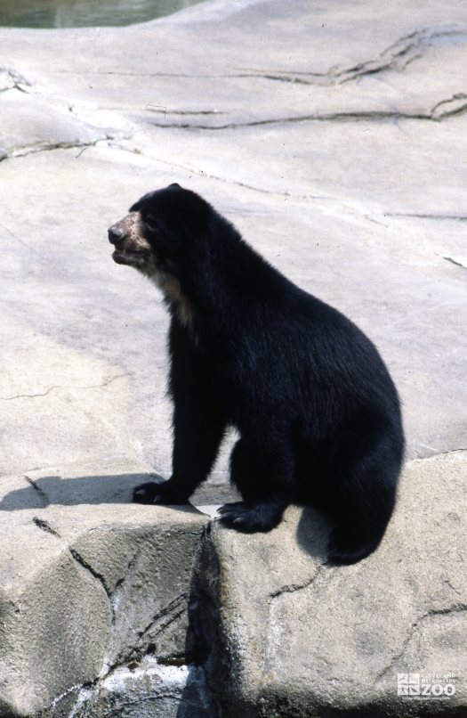 Andean (Spectacled) Bear Side Profile
