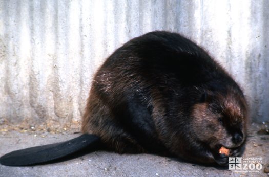 Beaver Eating