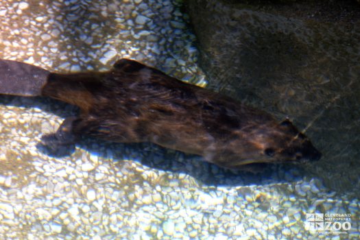 Beaver Swimming 