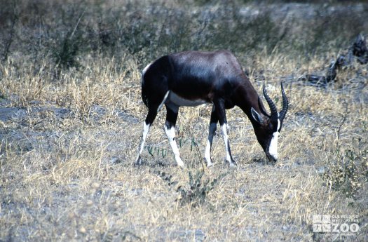 Bontebok Eating On The Plains