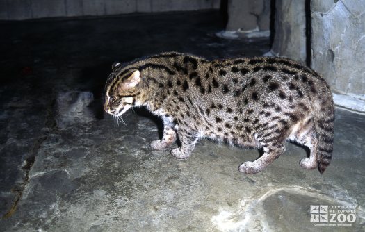 Fishing Cat Crouching