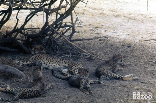 Cheetahs Lying Down