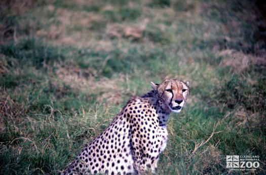 Cheetah Looking Forward