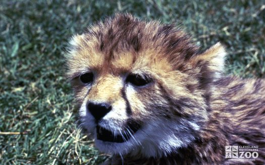 Cheetah Cub Close-up