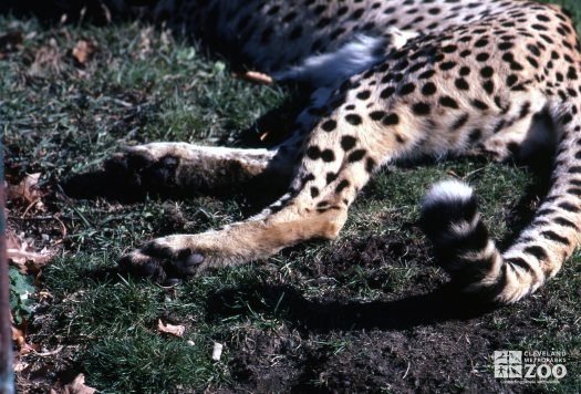 Cheetah Hind Quarters