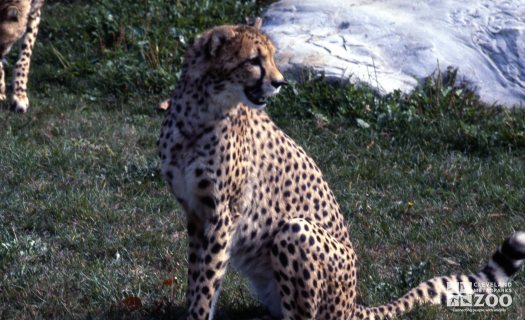 Cheetah Side View 2