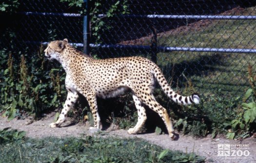 Cheetah Walking