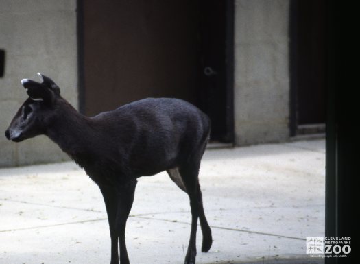 Deer, Tufted Side View 2