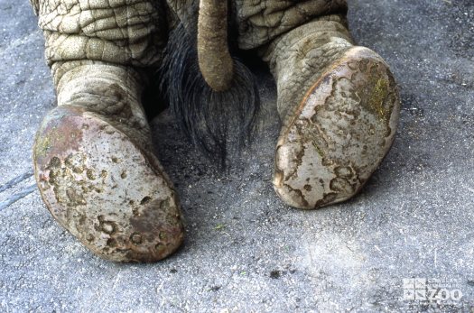 Elephant, African Feet