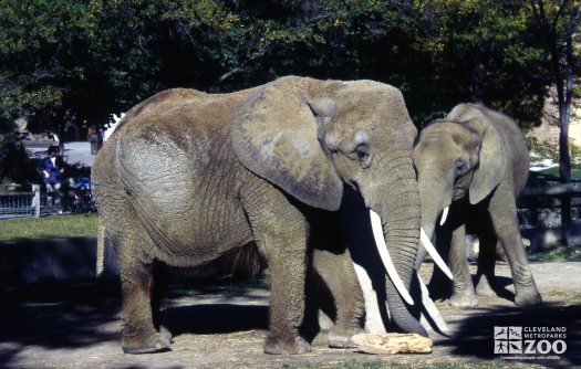 Elephant, African Jimba