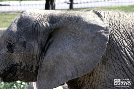 Elephant, African Close-up