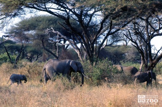 Elephant, African Herd 4