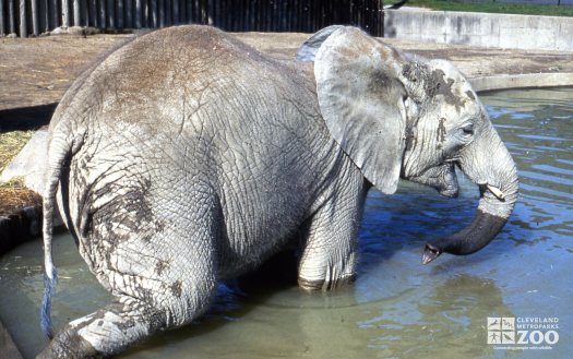 Elephant, African in Pool 2