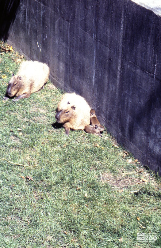 Capybara Family