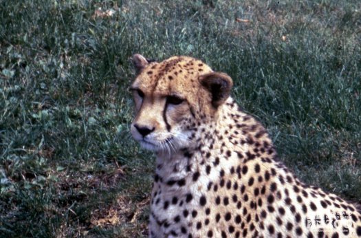 Cheetah Looking Straight Ahead