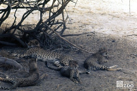Cheetah Mom and Cubs Afternoon Rest