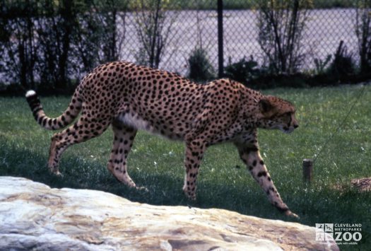Cheetah On The Prowl 2