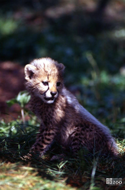 Cheetah Cub Sitting In Grass