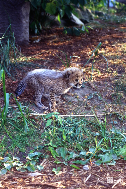 Cheetah Cub Side Profile