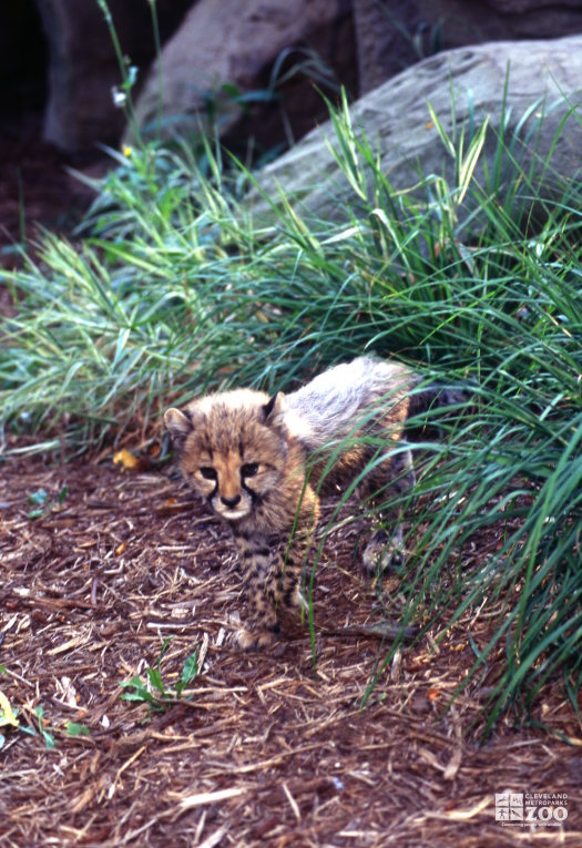 Cheetah Cub Standing In Tall Grass