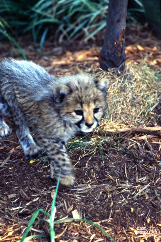 Cheetah Cub Walking Forward