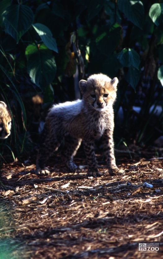 Cheetah Cubs Front Profile