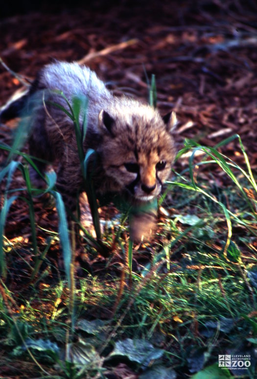 Cheetah Cub On the Prowl