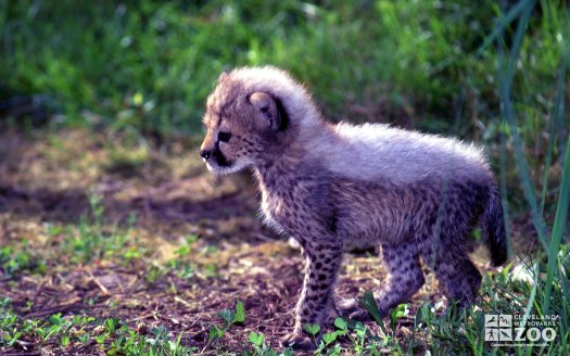 Cheetah Cub Side Profile 2