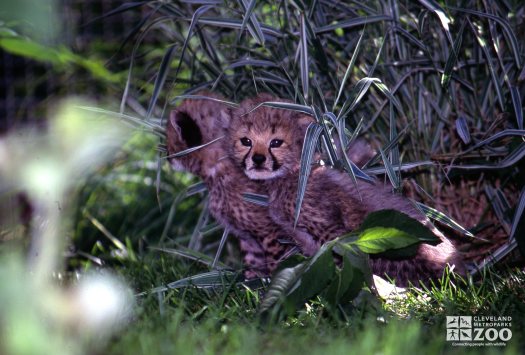 Cheetah Cubs Hiding In Tall Grass